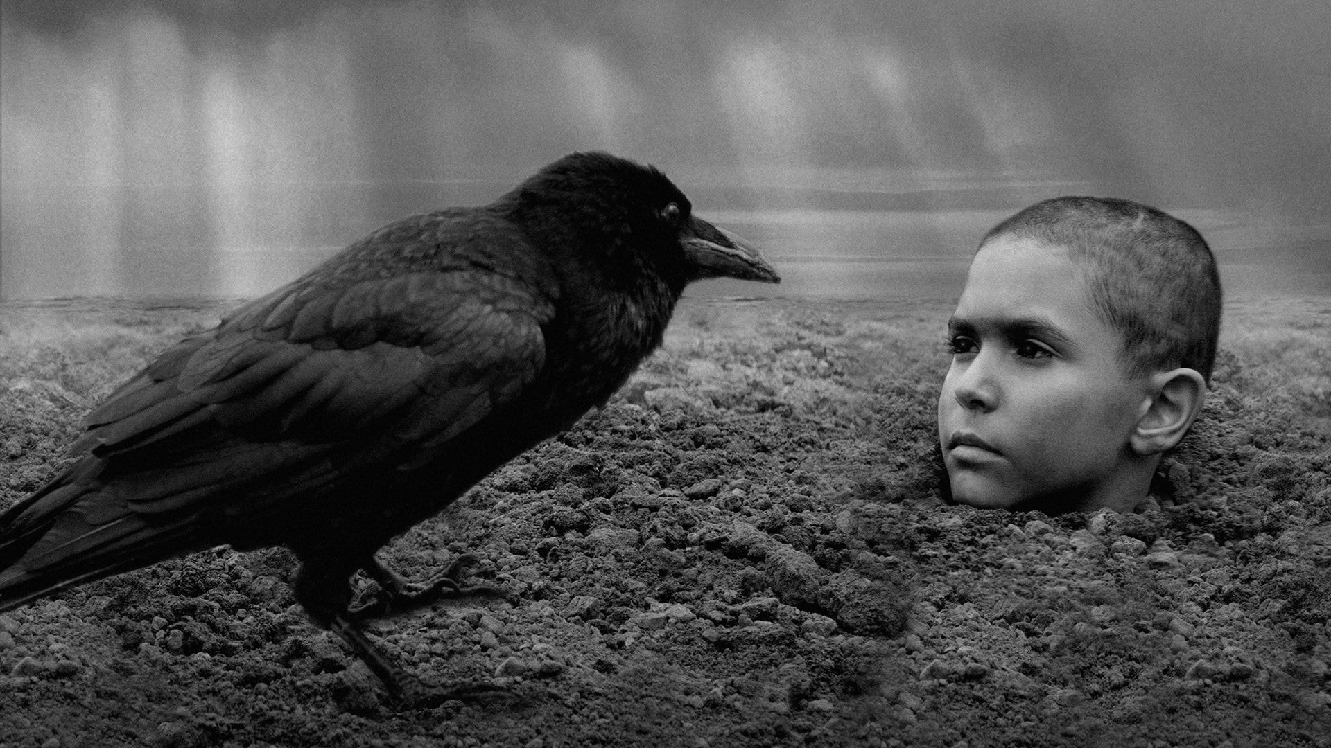دانلود فیلم پرنده رنگین The Painted Bird 2019